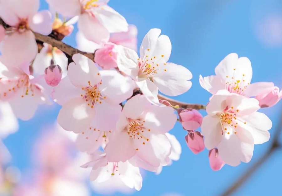 三月三上巳节 | 文化传承与Agin games数码印刷的创新融合